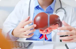 Healthcare provider holding a liver anatomical model